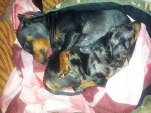 Dachshunds curled up asleep.