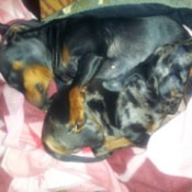 Dachshunds curled up asleep.
