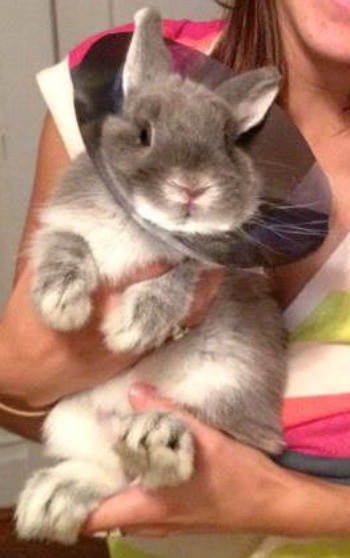 Bunny with a cone on neck.