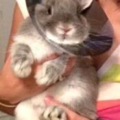 Bunny with a cone on neck.