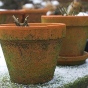 Potted plants outside in the winter.