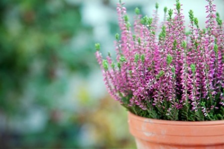 Protecting Pots and Planters Over Winter