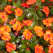 orange impatiens