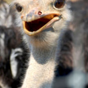 Ostrich at Lake Tobias Animal Farm (Halifax, PA)