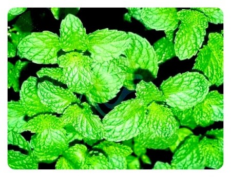 Mint leaves closeup.