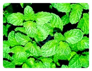 Mint leaves closeup.