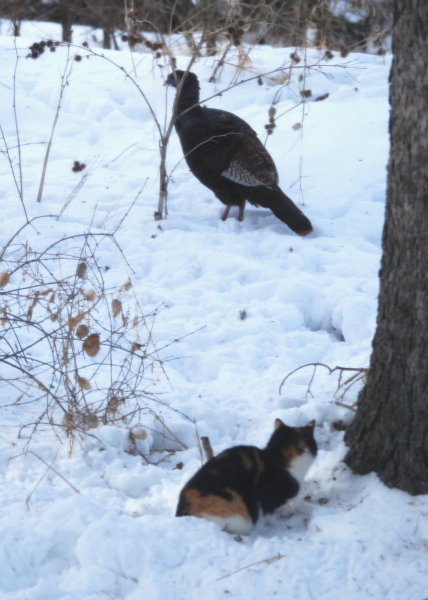 Pepper and the Wild Turkey (Cat)