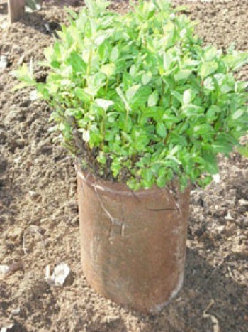 Mint being grown in a container.