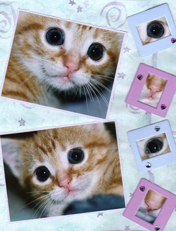 Orange kitten photos scrapbooked on a page
