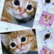 Orange kitten photos scrapbooked on a page
