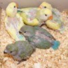 Five cute baby birds, three yellow with blue and two gray with a turquoise tail.