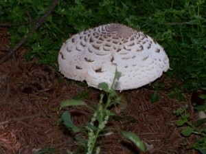 Large Mushroom in Garden