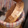 Kitten in hamper.