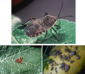 Squash Bugs