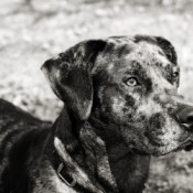 Black and white closeup of Ozzie.