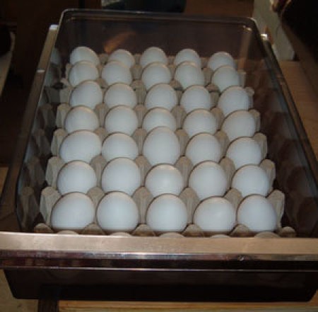 eggs in crisper