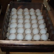 eggs in crisper