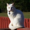 Cabbit, a white cat sitting outside.