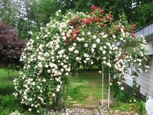 Arbor of White Roses Fed with Epsom Salts