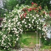 Arbor of White Roses Fed with Epsom Salts