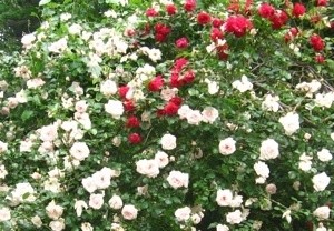 Closeup of Roses Fed with Epsom Salts