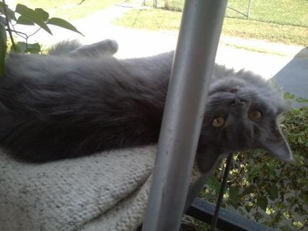 Cat lying on porch.