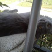 Cat lying on porch.