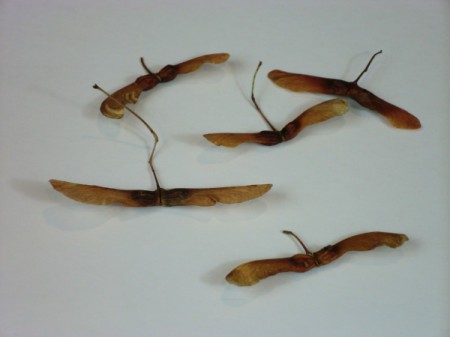 maple tree seed pods