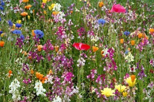 Wildflowers in Field