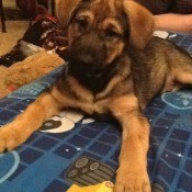 Brown and tan puppy.