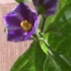 Purple flower is prominent yellow center.