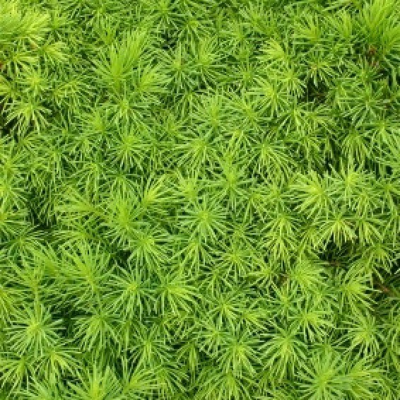 Alberta Spruce Tree Turning Brown ThriftyFun