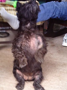 Dog's chest with bald spot.