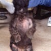 Dog's chest with bald spot.