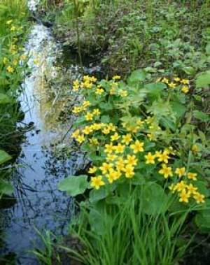 Use Native Plants In Your Landscape