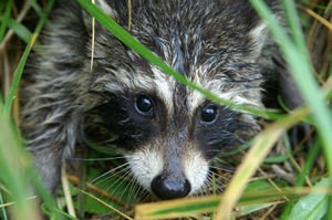 racoon