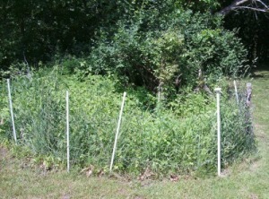 A garden fence to keep pets out