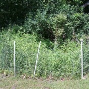 A garden fence to keep pets out