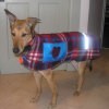 A homemade dog coat.