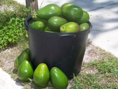 Avocados from Florida