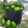 Avocados from Florida
