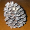 A pinecone painted silver