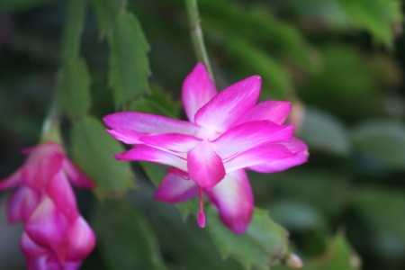 pink and white bloom