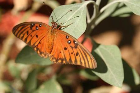 Gulf Fritillary Butterfly