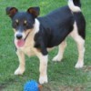 Small black and white dog with a blue toy.