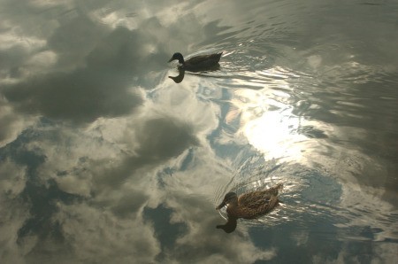 Ducks swimming in reflection of the sun on the lake.