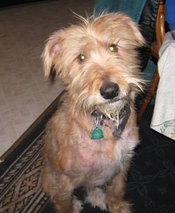 Mixed terrier with patchy fur.