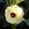 Closeup of okra flower.