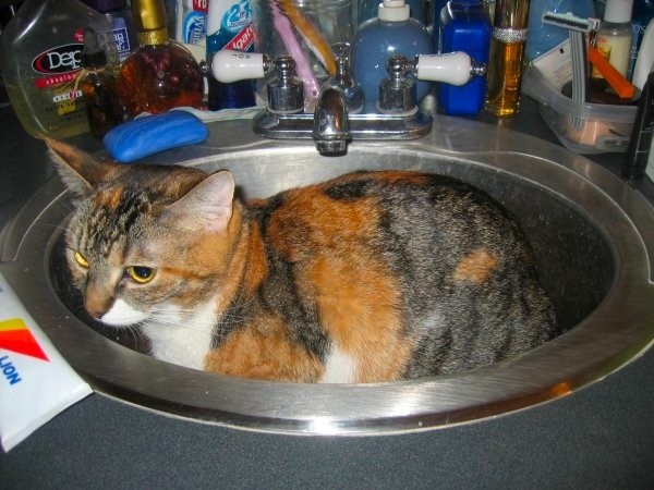 Cat in sink.