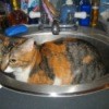 Cat in sink.